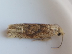Eucosma ochrocephala