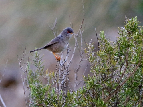 Balearic Warbler, Baleár-szigetek, Spanyolország, photo 7 of 10