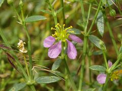 Zygophyllum indicum