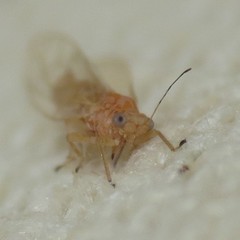 Kuwayama medicaginis