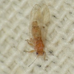 Kuwayama medicaginis