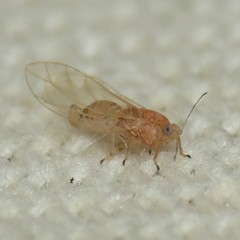 Kuwayama medicaginis