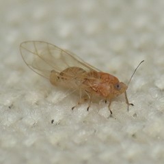 Kuwayama medicaginis