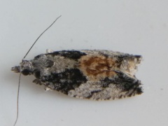 Epinotia nisella