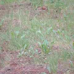 Kuwayama medicaginis