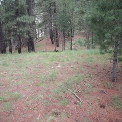 Kuwayama medicaginis