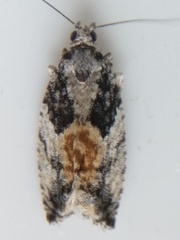 Epinotia nisella