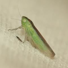 Neocoelidia fuscovittata