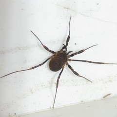 Dalquestia rothorum