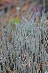 Cladonia maxima