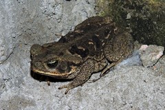 Rhinella diptycha