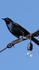 Quiscalus major