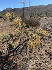 Cylindropuntia molesta molesta