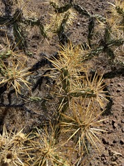 Cylindropuntia molesta molesta