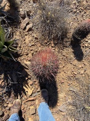 Ferocactus gracilis gracilis