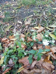 Silene latifolia