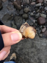 Bivalvia