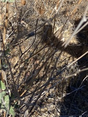 Bahiopsis triangularis