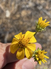 Bahiopsis triangularis