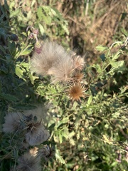 Cirsium arvense