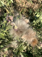 Cirsium arvense