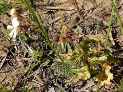 Ciconium
