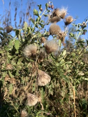 Cirsium arvense