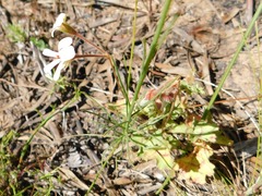 Ciconium
