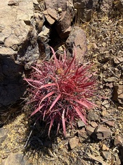 Ferocactus gracilis gracilis