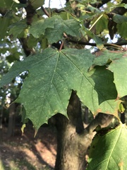 Acer platanoides