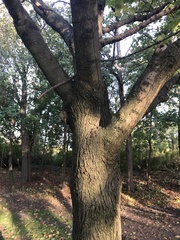 Acer platanoides