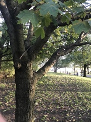 Acer platanoides