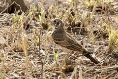 Pinarocorys nigricans