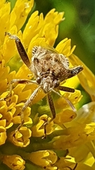 Stictopleurus scutellaris