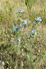 Oxypetalum coeruleum