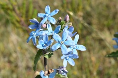 Oxypetalum coeruleum