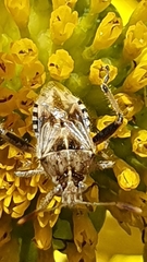 Stictopleurus scutellaris