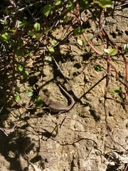 Oligosoma polychroma