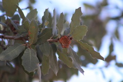 Quercus invaginata