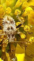 Stictopleurus scutellaris