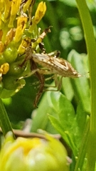 Stictopleurus scutellaris