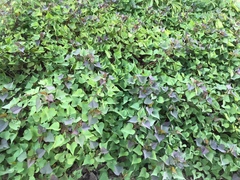 Ipomoea batatas batatas