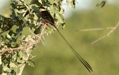 Vidua regia