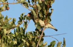 Vidua regia