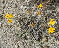 Eriophyllum lanatum integrifolium