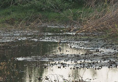 Rostratula benghalensis