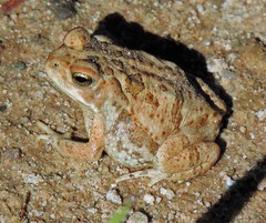 Rhinella diptycha