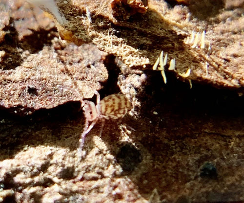 Ptenothrix marmorata
