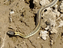 Thamnophis cyrtopsis cyrtopsis