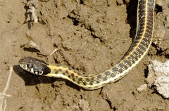 Thamnophis cyrtopsis cyrtopsis